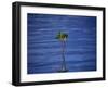 Emerging Mangrove, Seychelles-Mark Hannaford-Framed Photographic Print