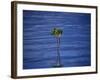 Emerging Mangrove, Seychelles-Mark Hannaford-Framed Photographic Print