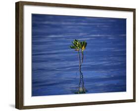 Emerging Mangrove, Seychelles-Mark Hannaford-Framed Photographic Print