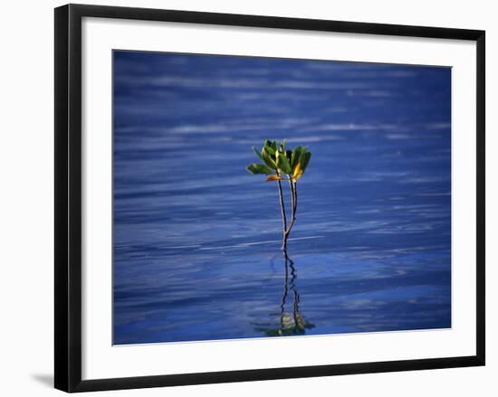 Emerging Mangrove, Seychelles-Mark Hannaford-Framed Photographic Print