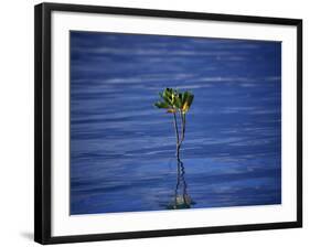 Emerging Mangrove, Seychelles-Mark Hannaford-Framed Photographic Print