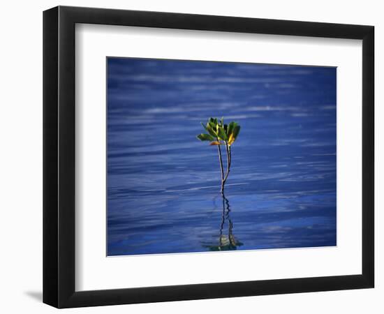 Emerging Mangrove, Seychelles-Mark Hannaford-Framed Photographic Print