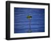 Emerging Mangrove, Seychelles-Mark Hannaford-Framed Photographic Print