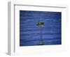 Emerging Mangrove, Seychelles-Mark Hannaford-Framed Photographic Print