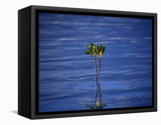 Emerging Mangrove, Seychelles-Mark Hannaford-Framed Stretched Canvas