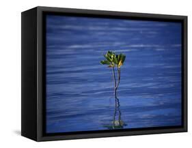 Emerging Mangrove, Seychelles-Mark Hannaford-Framed Stretched Canvas