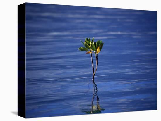 Emerging Mangrove, Seychelles-Mark Hannaford-Stretched Canvas