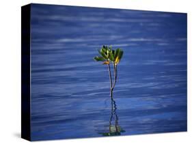 Emerging Mangrove, Seychelles-Mark Hannaford-Stretched Canvas