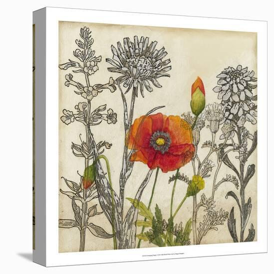 Emerging Poppy-Megan Meagher-Stretched Canvas