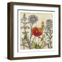 Emerging Poppy-Megan Meagher-Framed Art Print