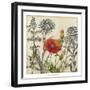 Emerging Poppy-Megan Meagher-Framed Art Print