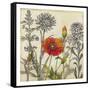 Emerging Poppy-Megan Meagher-Framed Stretched Canvas