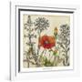 Emerging Poppy-Megan Meagher-Framed Art Print