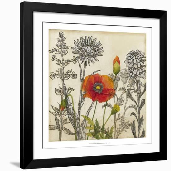 Emerging Poppy-Megan Meagher-Framed Art Print