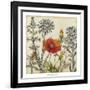 Emerging Poppy-Megan Meagher-Framed Art Print