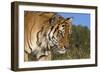 Emerging-Susann Parker-Framed Premium Photographic Print