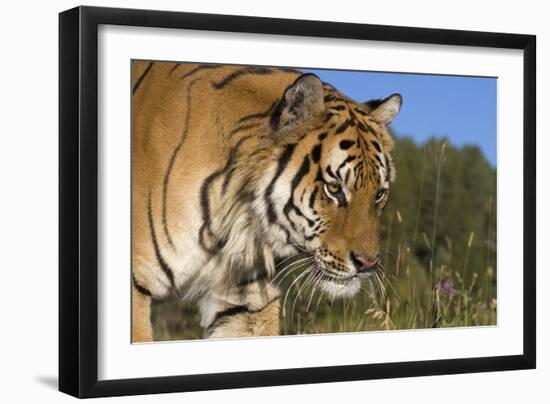 Emerging-Susann Parker-Framed Premium Photographic Print