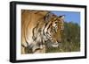 Emerging-Susann Parker-Framed Premium Photographic Print