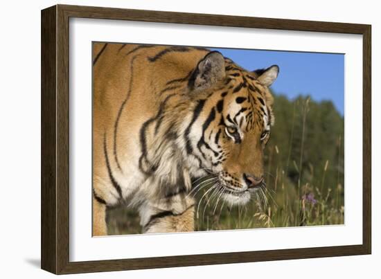 Emerging-Susann Parker-Framed Photographic Print