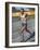 Emil Zatopek of Czechoslovakia, Olympic Gold Medalist in the 10,000m Race at the 1948 London…-null-Framed Giclee Print