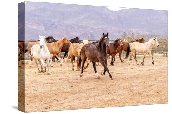 Stretched Canvas Print, , large