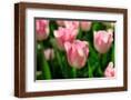 Chelsea Espresso