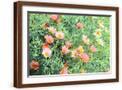 Brown Frame