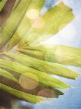 Frond Study I-Emily Robinson-Photographic Print