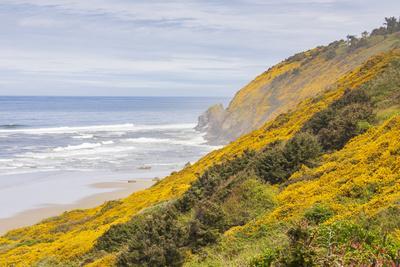 Baker Beach, Oregon, USA. Yellow flowers on hillsides on the Oregon coast.