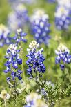 Lampasas, Texas, USA. Pink Evening Primrose and Bluebonnet wildflowers in the Texas Hill Country.-Emily Wilson-Photographic Print