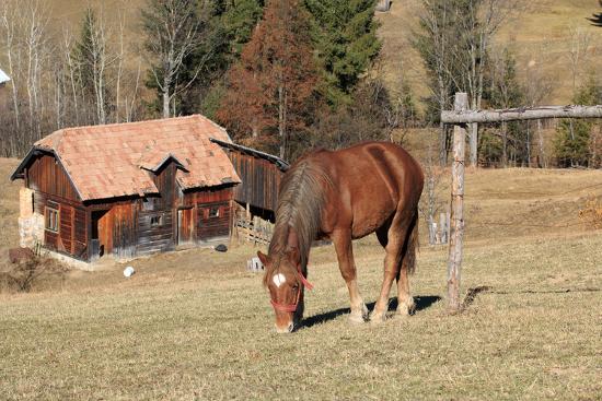 Premium Photographic Print, , large