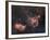 Emission Nebulae IC 1848 And IC 1805-Davide De Martin-Framed Photographic Print