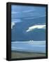 Essential Black