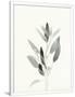 Gramercy White
