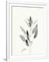 Gramercy White