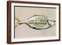 Brown Frame