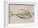 White Frame