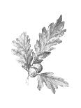 Oak Leaf Pencil Sketch I-Emma Caroline-Art Print