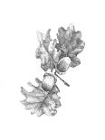 Oak Leaf Pencil Sketch I-Emma Caroline-Art Print