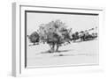 White Frame