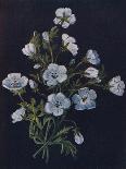 'Scarlet and Blue Larkspur',  c1915, (1915)-Emma Graham Clock-Giclee Print