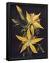 Essential Black