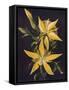 Canvas Black