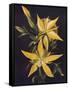 Canvas Black