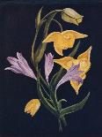 'Diogenes Lantern & Harvest Brodiaea',  c1915, (1915)-Emma Graham Clock-Giclee Print