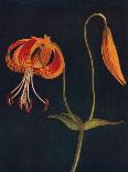 'Diogenes Lantern & Harvest Brodiaea',  c1915, (1915)-Emma Graham Clock-Giclee Print