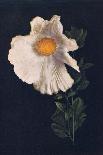 'Columbine',  c1915, (1915)-Emma Graham Clock-Giclee Print