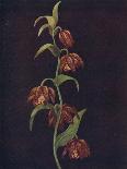 'Columbine',  c1915, (1915)-Emma Graham Clock-Giclee Print