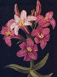 'Ruby Lily',  c1915, (1915)-Emma Graham Clock-Giclee Print