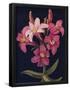 Essential Black